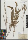 Foto von Salix repens L.